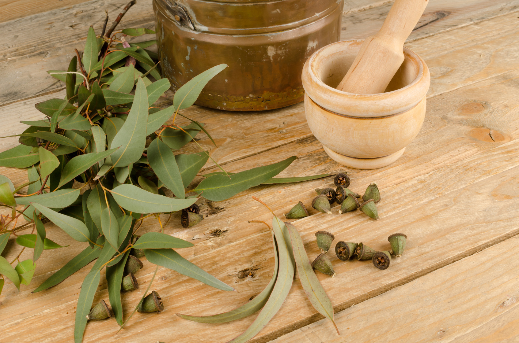 Quels Sont Les Bienfaits De L Eucalyptus Radi